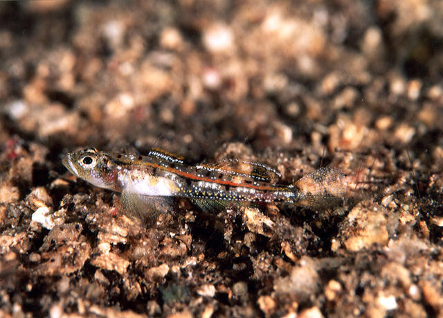 Grallenia lipi